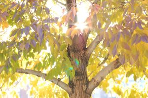 sun through tree.jpg